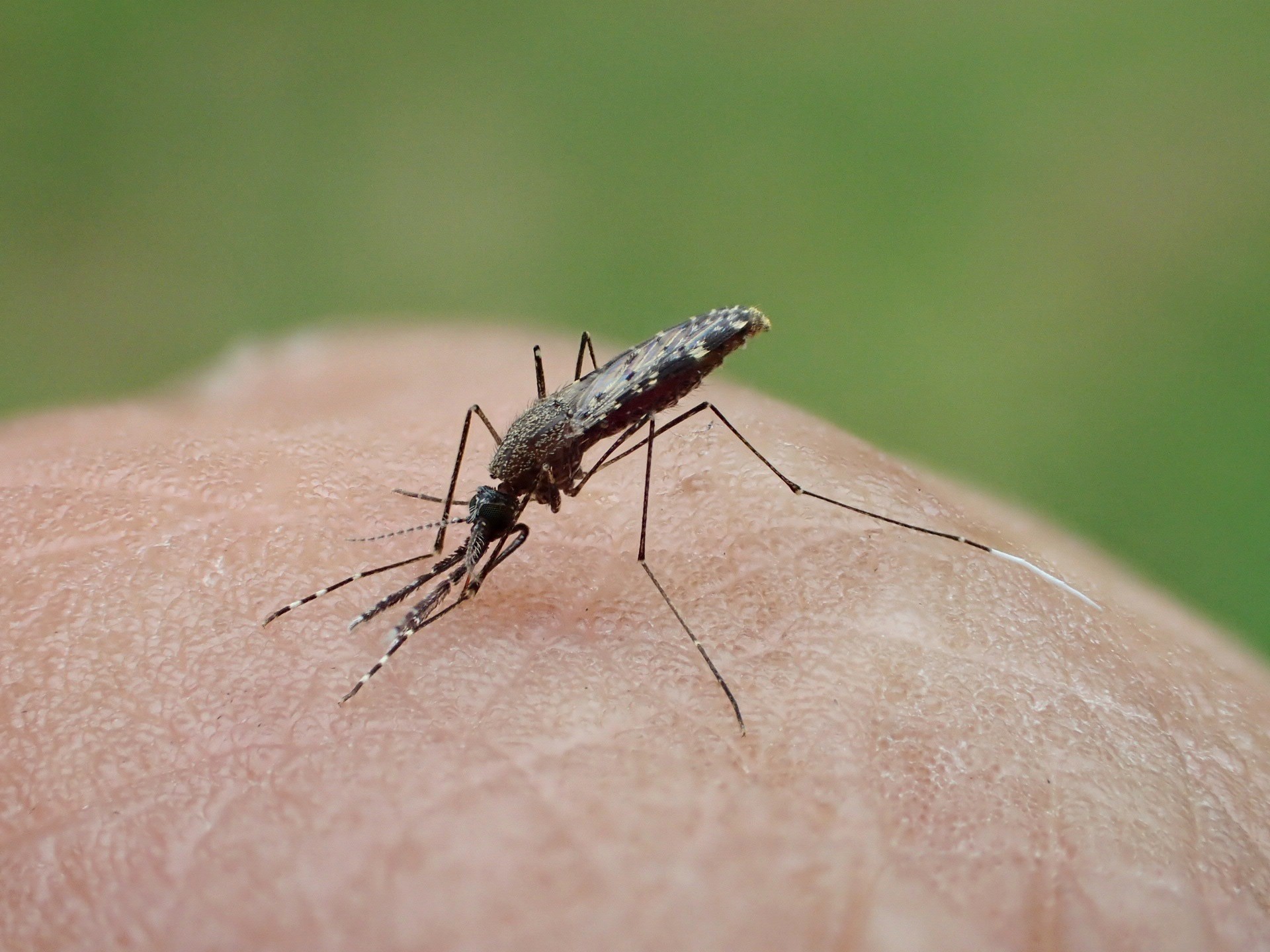 Malária: Mosquitos na América do Sul desenvolvem resistência a inseticidas