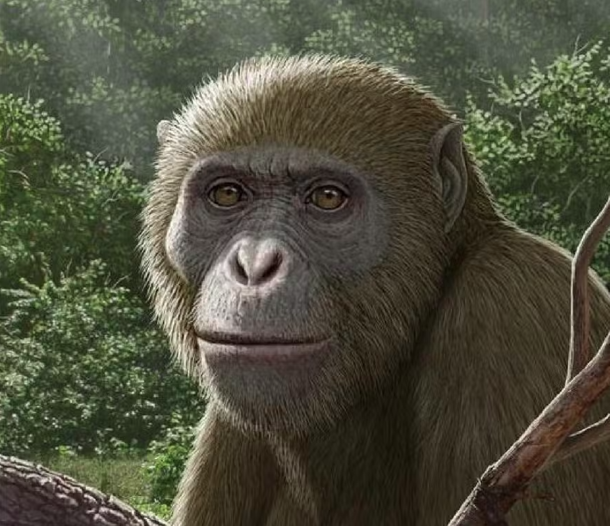 Fóssil de 37 Milhões de Anos no Egito Reconfigura a Origem dos Macacos e Aponta África como Berço Primordial