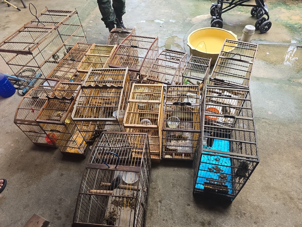 Operação de Grande Escala Resgata Quase 90 Aves Silvestres em Alagoas, Expondo Rede de Tráfico Ambiental