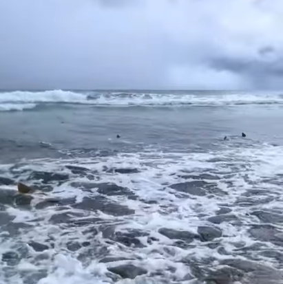 Fernando de Noronha em Alerta: Presença Incomum de Tubarões Desafia Segurança Turística e Gestão Ambiental