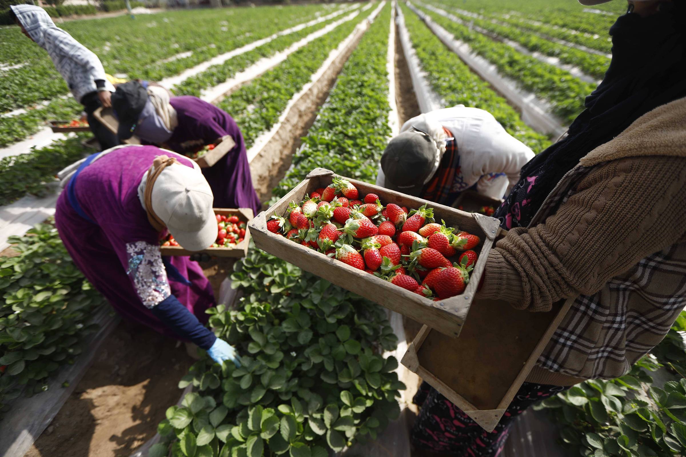 Disparada de Morango Egípcio Ameaça Produtores Nacionais e Acende Alerta no Agronegócio Brasileiro